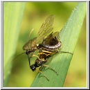 Cephidae sp - Halmwespe 01a 7mm Paarung.jpg